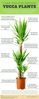  Yucca! De Vezelrijke Wonderplant Voor Biologisch Afbreekbare Producten