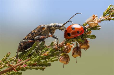 Can Insects Get Fat? Exploring the Curious World of Tiny Creatures and Their Diets