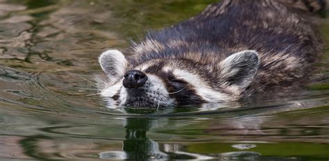 Can Raccoons Swim? And Why Do They Love Midnight Snacks?