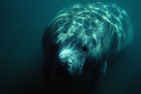 How Fast Do Manatees Swim: A Dive into the Gentle Giants' Pace and Peculiarities