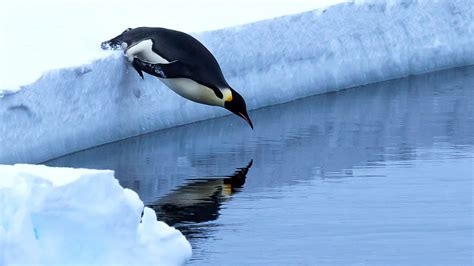 How Long Can Penguins Swim: And Why Do They Sometimes Forget to Come Back?