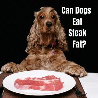 How Much Protein is Too Much for a Dog: Can a Canine Overdose on Steak?