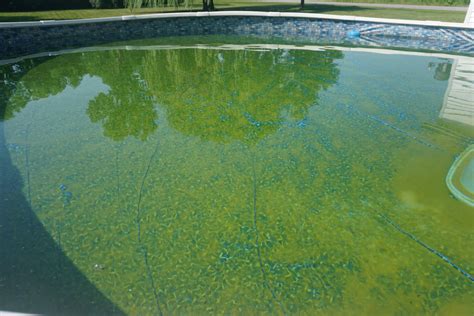 Is It Bad to Swim in a Pool with Algae? And Why Does It Feel Like a Secret Garden Adventure?